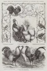 Prizes from the Metropolitan Exhibition of Poultry and Pigeons